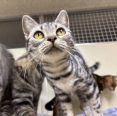 アメリカンショートヘア