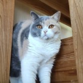 ブリティッシュショートヘア