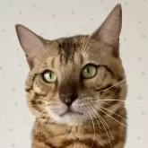 ベンガル