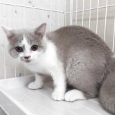 ブリティッシュショートヘア