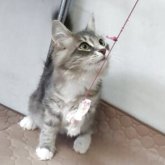 サイベリアン