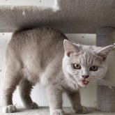 ブリティッシュショートヘア