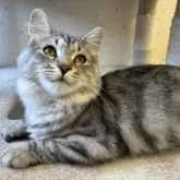 サイベリアン【千葉県・男の子・2025年3月18日・ブルーシルバータビー】の写真1「かっこいいシルバータビーくん!」