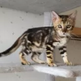ベンガル