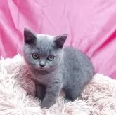 ブリティッシュショートヘア