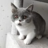 ブリティッシュショートヘア