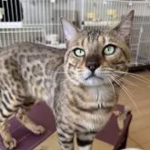 ベンガル