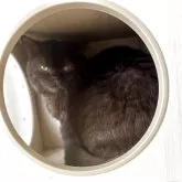 ブリティッシュショートヘア