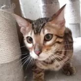 ベンガル