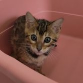 ベンガル