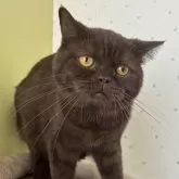 ブリティッシュショートヘア