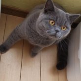 ブリティッシュショートヘア