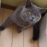 ブリティッシュショートヘア