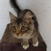 サイベリアン