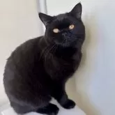 ブリティッシュショートヘア【千葉県・男の子・2024年6月4日・ブラック】の写真1「真っ黒なブリティッシュくん！」