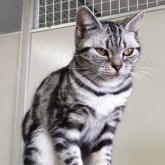 アメリカンショートヘア