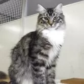 サイベリアン