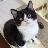 ブリティッシュショートヘア