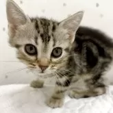 アメリカンショートヘア