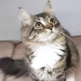 サイベリアン