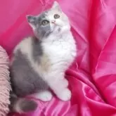 ブリティッシュショートヘア