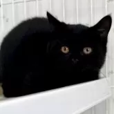 ブリティッシュショートヘア