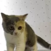 ブリティッシュショートヘア