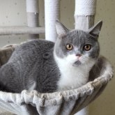 ブリティッシュショートヘア