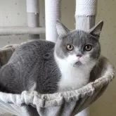 ブリティッシュショートヘア