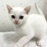 アメリカンショートヘア