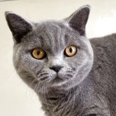 ブリティッシュショートヘア