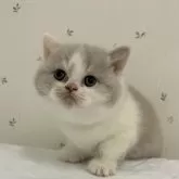 ブリティッシュショートヘア