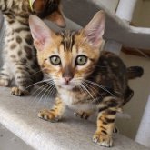 ベンガル