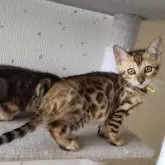 ベンガル