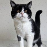 ブリティッシュショートヘア