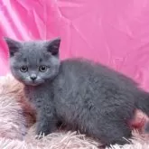 ブリティッシュショートヘア