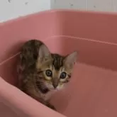 ベンガル【千葉県・女の子・2025年2月6日・ブラウンスポテッドタビー】の写真2