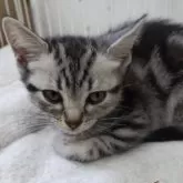 アメリカンショートヘア【千葉県・女の子・2024年11月12日・ブラックシルバータビー】の写真2