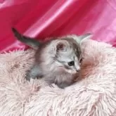 サイベリアン【千葉県・男の子・2025年9月10日・ブラウンタビー】の写真2