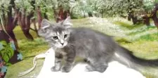 サイベリアン【千葉県・男の子・2025年3月18日・ブルータビー】の写真4