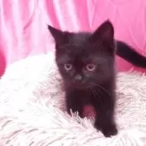 ブリティッシュショートヘア【千葉県・女の子・2025年3月25日・ブラック】の写真5