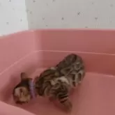 ベンガル【千葉県・女の子・2025年2月6日・ブラウンスポテッドタビー】の写真5