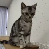 アメリカンショートヘア【千葉県・女の子・2024年11月12日・ブラックシルバータビー】の写真6