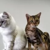 ベンガル【千葉県・女の子・2024年12月27日・ブラウンマーブルタビー】の写真2「仲良しのサイベちゃんと。」