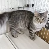 サイベリアン【千葉県・男の子・2025年3月18日・ブルーシルバータビー】の写真2「いつも寝てるハウス内で。」