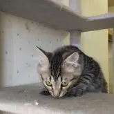 サイベリアン【千葉県・男の子・2025年3月18日・ブラウンタビー】の写真5