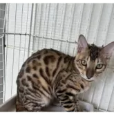 ベンガル【千葉県・男の子・2025年3月16日・ブラウンスポテッドタビー(ロゼット)】の写真8「柄が綺麗！」