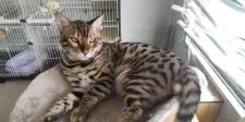 ベンガル【千葉県・男の子・2025年2月6日・ブラウンスポテッドタビー】の写真2「ここがお気に入り☆」