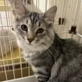 サイベリアン【千葉県・男の子・2025年3月18日・ブルーシルバータビー】の写真9