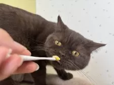 ブリティッシュショートヘア【千葉県・男の子・2024年7月17日・チョコレート】の写真9「ちゅーるのときはいい顔😚︎💕︎︎」